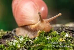 Rote Hausschnecke, Limicolaria Sp. "Deep Red" 9 Rote Hausschnecke, Limicolaria Sp. "Deep Red" -Heimtierbedarf Rote Hausschnecke Limicolaria sp Deep Red 4