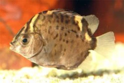 Roter Argusfisch, Scatophagus Argus Atromaculatus