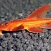 Roter Hexenwels, Rineloricaria Spec. -Heimtierbedarf Roter Hexenwels Rineloricaria spec red