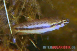 Roter Kampffisch, Betta Rubra -Heimtierbedarf Roter Kampffisch Betta rubra paarweise 2