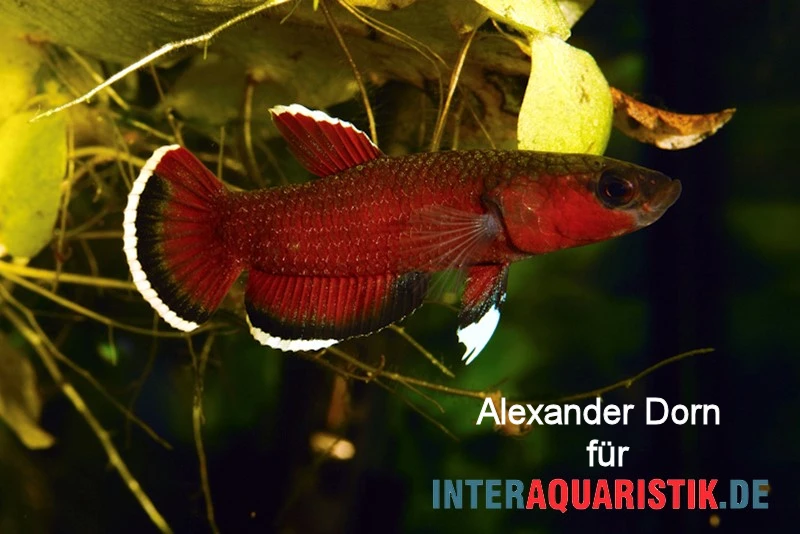 Roter Laubkampffisch, Betta Channoides 3 Roter Laubkampffisch, Betta Channoides