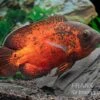 Roter Oscar, Pfauenaugenbuntbarsch, Astronotus Ocellatus -Heimtierbedarf Roter Oscar Pfauenaugenbuntbarsch Astronotus ocellatus 1