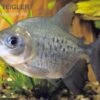 Roter Pacu, Colossoma Brachypomum -Heimtierbedarf Roter Pacu Colossoma brachypomum