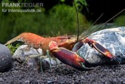Roter Papuakrebs, Cherax Boesemani (Cherax Red Brick/ Red Chilli)