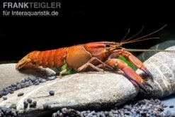 Roter Papuakrebs, Cherax Boesemani (Cherax Red Brick/ Red Chilli) -Heimtierbedarf Roter Papuakrebs Cherax boesemani Cherax Red Brick 1