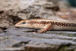 Roter Togo-Skink, Mabuya Perrotetii -Heimtierbedarf Roter Togo Skink Mabuya perrotetii 1