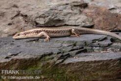Roter Togo-Skink, Mabuya Perrotetii -Heimtierbedarf Roter Togo Skink Mabuya perrotetii 2