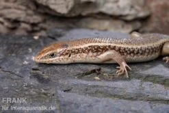 Roter Togo-Skink, Mabuya Perrotetii -Heimtierbedarf Roter Togo Skink Mabuya perrotetii 3