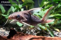 Rotflossen-Fiederbartwels, Synodontis Clarias 5 Rotflossen-Fiederbartwels, Synodontis Clarias -Heimtierbedarf Rotflossen Fiederbartwels Synodontis clarias