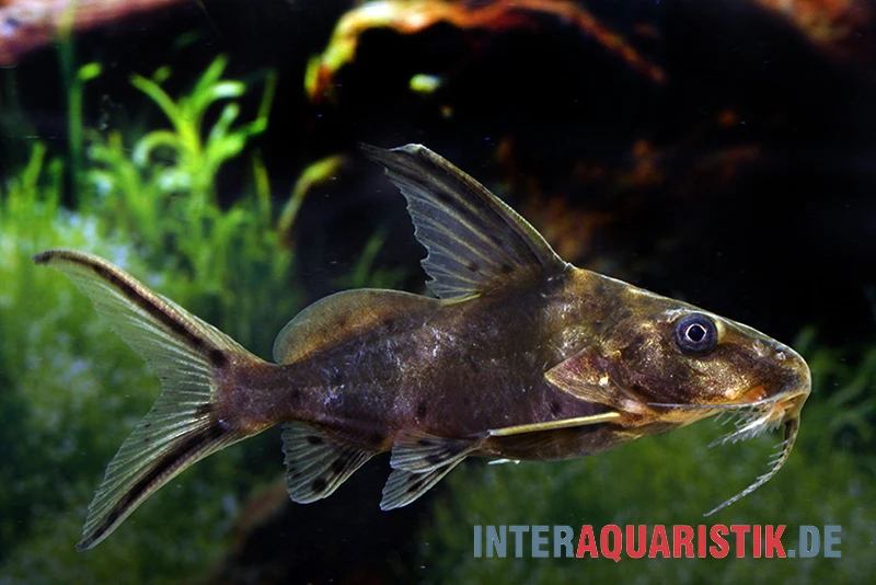 Rotflossen-Fiederbartwels, Synodontis Clarias 3 Rotflossen-Fiederbartwels, Synodontis Clarias