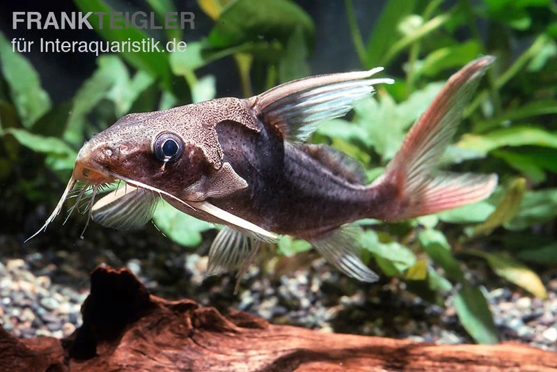 Rotflossen-Fiederbartwels, Synodontis Clarias 4 Rotflossen-Fiederbartwels, Synodontis Clarias – Bild 2