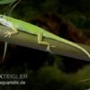 Rotkehlanolis, Anolis Carolinensis 1 Rotkehlanolis, Anolis Carolinensis -Heimtierbedarf Rotkehlanolis Anolis carolinensis 1