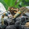Rotscherenkrebs, Cherax Quadricarinatus -Heimtierbedarf Rotscherenkrebs Cherax quadricarinatus