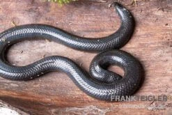 Rotschwanz-Walzenschlange, Cylindrophis Ruffus -Heimtierbedarf Rotschwanz Walzenschlange Cylindrophis ruffus 2