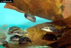 Kammkugelfisch, Carinotetraodon Irrubesco (Rotschwanzkugelfisch) -Heimtierbedarf Rotschwanzkugelfisch Carinotetraodon irrubesco 2