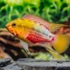 Rotstrich-Zwergbuntbarsch Variante III, Apistogramma Hongsloi, Paarweise -Heimtierbedarf Rotstrich Zwergbuntbarsch Variante III Apistogramma hongsloi paarweise 1