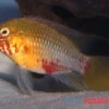 Rotstrich-Zwergbuntbarsch Rot-gold , Apistogramma Hongsloi Rot-gold, Paarweise -Heimtierbedarf Rotstrich Zwergbuntbarsch rot gold Apistogramma hongsloi rot gold paarweise 1