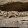 Rübenschwanz-Viperngecko, Hemidactylus Imbricatus 2 Rübenschwanz-Viperngecko, Hemidactylus Imbricatus -Heimtierbedarf Ruebenschwanz Viperngecko Hemidactylus imbricatus