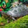 Rückenstreifen-Pelomedusenschildkröte, Pelusios Gabonensis 1 Rückenstreifen-Pelomedusenschildkröte, Pelusios Gabonensis -Heimtierbedarf Rueckenstreifen Pelomedusenschildkroete Pelusios gabonensis 1