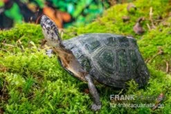 Rückenstreifen-Pelomedusenschildkröte, Pelusios Gabonensis -Heimtierbedarf Rueckenstreifen Pelomedusenschildkroete Pelusios gabonensis 2