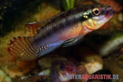 Sabinae-Zwergbuntbarsch, Congochromis Sabinae -Heimtierbedarf Sabinae Zwergbuntbarsch Congochromis sabinae 2
