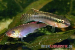 Sabinae-Zwergbuntbarsch, Congochromis Sabinae -Heimtierbedarf Sabinae Zwergbuntbarsch Congochromis sabinae 3