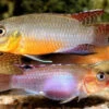 Sabinae-Zwergbuntbarsch, Congochromis Sabinae -Heimtierbedarf Sabinae Zwergbuntbarsch Congochromis sabinae neu