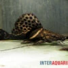 Sailfin Pim, Leiarius Pictus -Heimtierbedarf Sailfin Pim Leiarius pictus 1