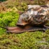 Samt-Achatschnecke, Archachatina Marginata Suturalis "Ikom"