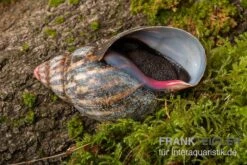 Samt-Achatschnecke, Archachatina Marginata Suturalis "Ikom" 7 Samt-Achatschnecke, Archachatina Marginata Suturalis "Ikom" -Heimtierbedarf Samt Achatschnecke Archachatina marginata suturalis Ikom 3