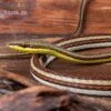 Sandrenn-Natter, Psammophis Elegans -Heimtierbedarf Sandrenn Natter Psammophis elegans 01