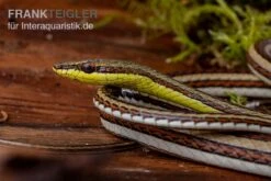 Sandrenn-Natter, Psammophis Elegans -Heimtierbedarf Sandrenn Natter Psammophis elegans 03