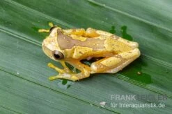 Sanduhr-Laubfrosch, Dendropsophus Ebraccatus -Heimtierbedarf Sanduhr Laubfrosch Dendropsophus ebraccatus 2