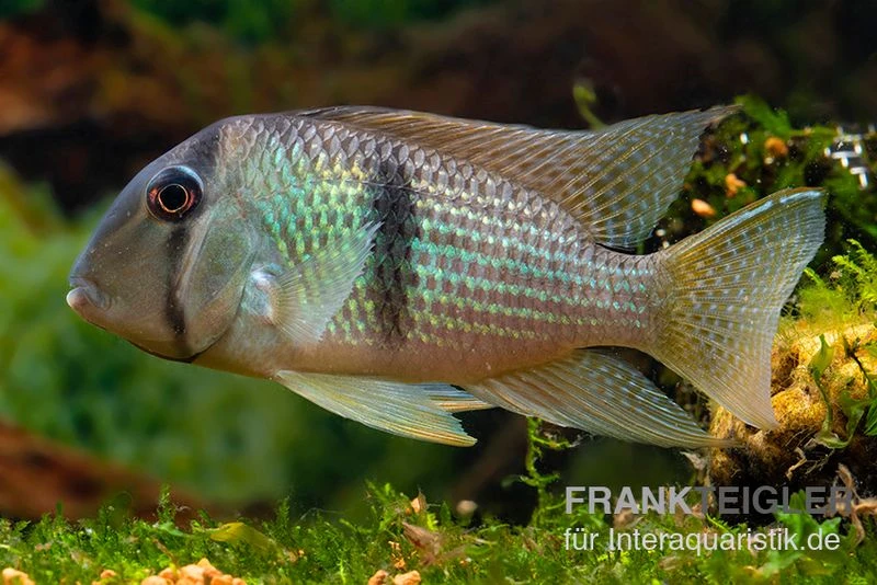 Sattelfleckbuntbarsch, Guianacara Owroewefi 3 Sattelfleckbuntbarsch, Guianacara Owroewefi