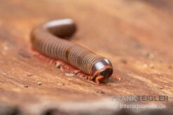 Satun-Tausendfüßer, Spirobolus Sp. "Satun" -Heimtierbedarf Satun Tausendfuesser Spirobolus sp Satun 3