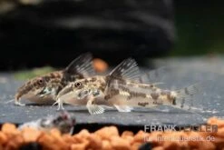 Schabracken-Panzerwels, Scleromystax Barbatus -Heimtierbedarf Schabrackenpanzerwels Scleromystax barbatus 1