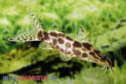 Scherenschwanz-Fiederbartwels, Synodontis Soloni -Heimtierbedarf Scherenschwanz Fiederbartwels Synodontis soloni 2