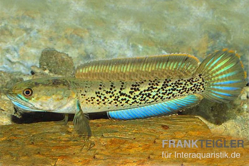 Schlangenkopffisch, Channa Stewartii 3 Schlangenkopffisch, Channa Stewartii