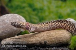 Schmuck-Flösselhecht, Polypterus Ornatipinnis, NZ -Heimtierbedarf Schmuck Floesselhecht Polypterus ornatipinnis neu 2