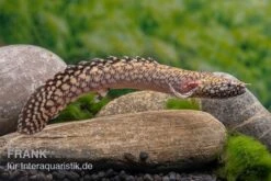 Schmuck-Flösselhecht, Polypterus Ornatipinnis, NZ -Heimtierbedarf Schmuck Floesselhecht Polypterus ornatipinnis neu 3