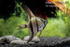 Schwarzblauer Skalar, Pterophyllum Scalare -Heimtierbedarf Schwarzblauer Skalar Pterophyllum scalare 3