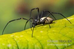 Schwarze Seidenspinne, Nephila Kuhlii -Heimtierbedarf Schwarze Seidenspinne Nephila kuhlii 2
