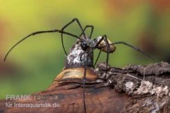 Schwarze Seidenspinne, Nephila Kuhlii -Heimtierbedarf Schwarze Seidenspinne Nephila kuhlii 3