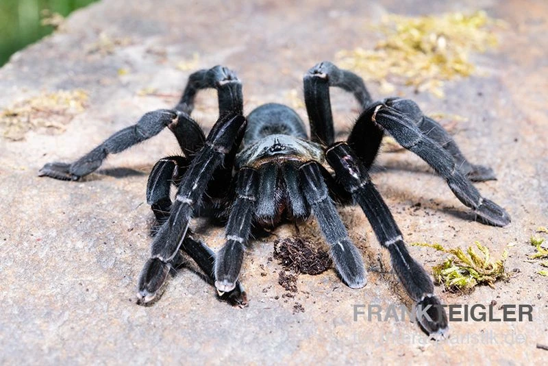 Schwarze Thai-Vogelspinne, Cyriopagopus Minax XL 4 Schwarze Thai-Vogelspinne, Cyriopagopus Minax XL – Bild 2