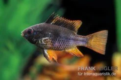 Schwarzer Schmetterlingsbuntbarsch, XL Microgeophagus Ramirezi "Black" -Heimtierbedarf Schwarzer Schmetterlingsbuntbarsch 3