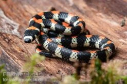 Schwarzgebänderte Wühltrugnatter, Scolecophis Atrocinctus -Heimtierbedarf Schwarzgebaenderte Wuehltrugnatter Scolecophis atrocinctus 2