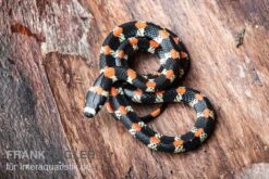 Schwarzgebänderte Wühltrugnatter, Scolecophis Atrocinctus -Heimtierbedarf Schwarzgebaenderte Wuehltrugnatter Scolecophis atrocinctus 3