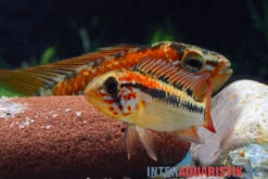 Schwarzkehl-Zwergbuntbarsch, Apistogramma Viejita, Paarweise -Heimtierbedarf Schwarzkehl Zwergbuntbarsch Apistogramma viejita 3