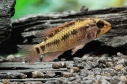 Schwarzkehlbuntbarsch Variante II, Apistogramma Sp. Viejita II, Paarweise -Heimtierbedarf Schwarzkehlbuntbarsch Variante II Apistogramma sp viejita II paarweise 3