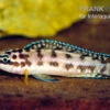 Schwarzweißer Schlankcichlide, Julidochromis Transcriptus Gombe -Heimtierbedarf Schwarzweisser Schlankcichlide Julidochromis transcriptus gombe 1